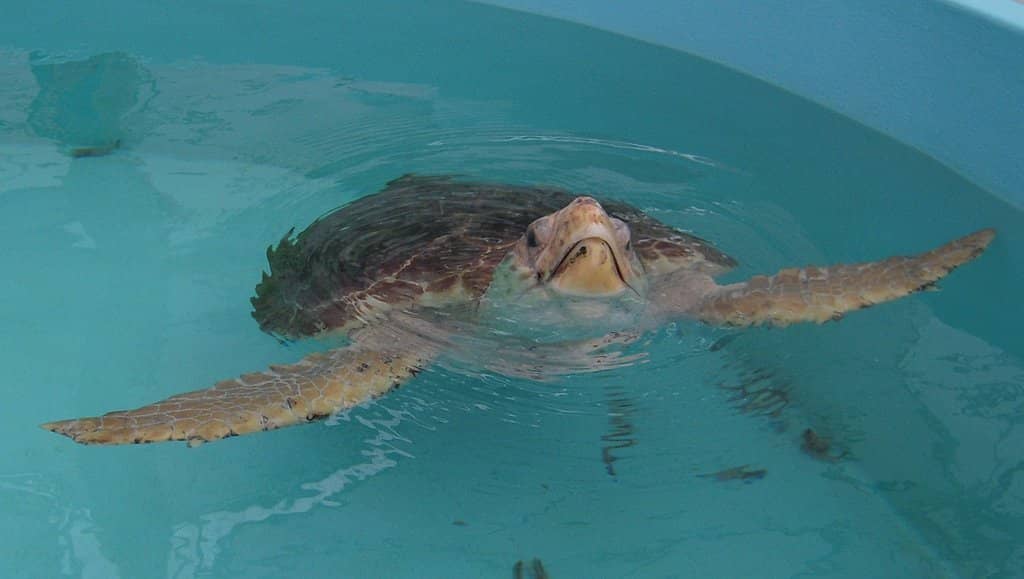 Sea Turtle Nesting Beach Access