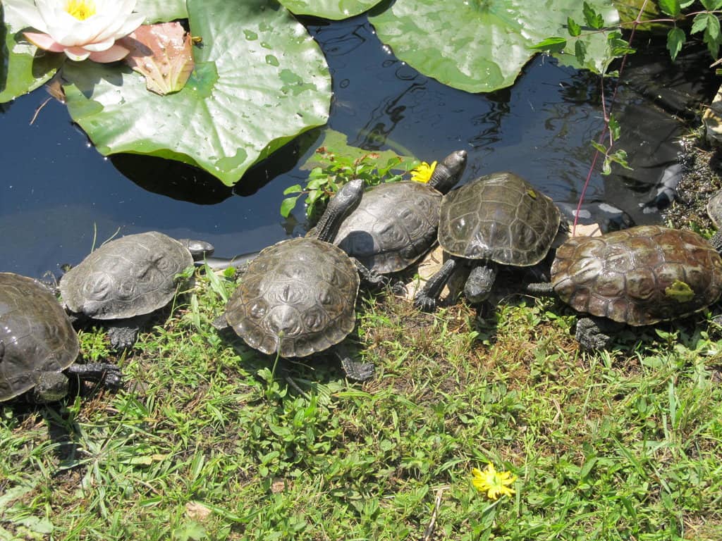 Friendly Feline Residents