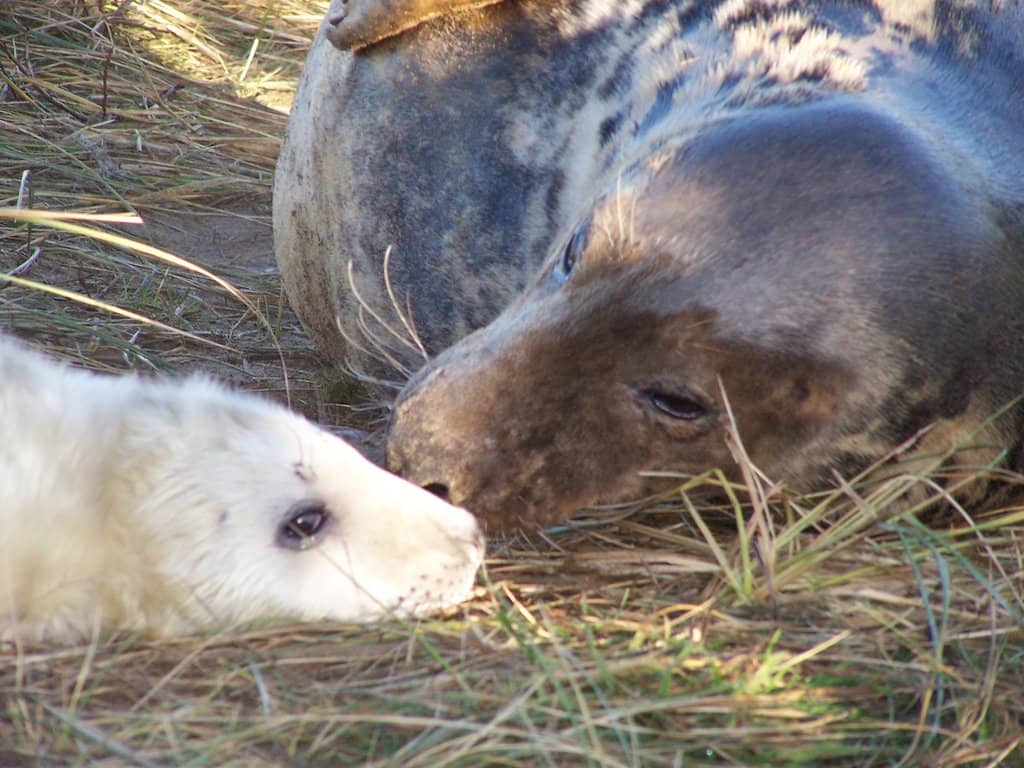 Seal Colony Up Close
