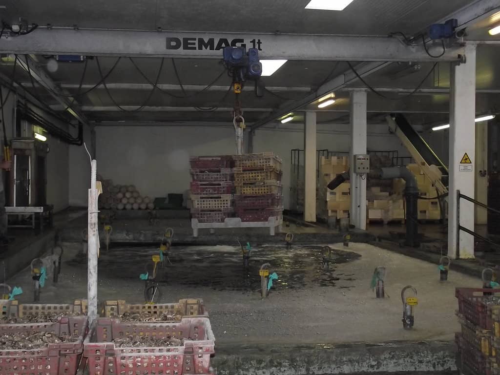 Fresh Oyster Tasting