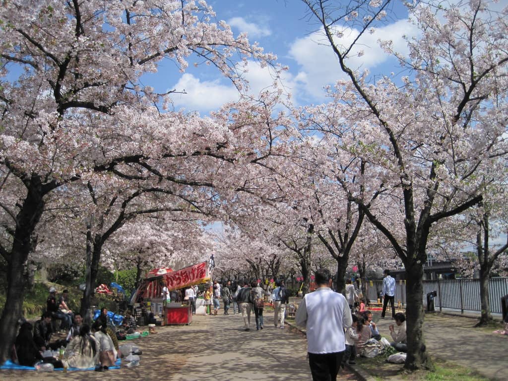 Cherry Blossom Avenue