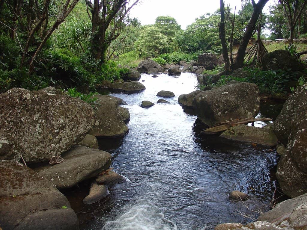 Ancient Taro Terraces