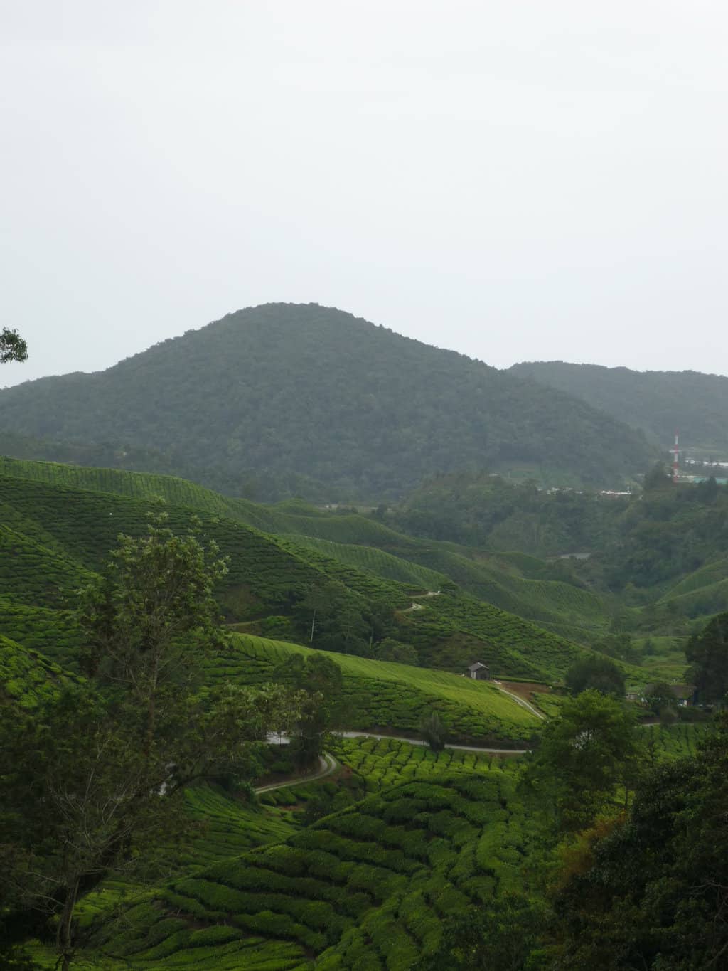 Scenic Cafe Experience