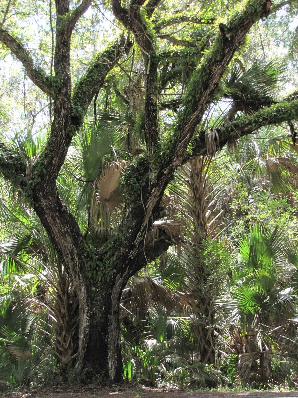 Prehistory of Florida Gallery