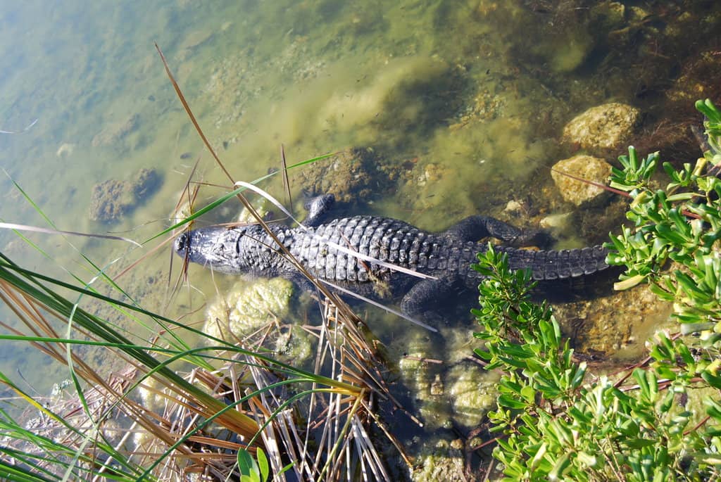 Wildlife Encounters