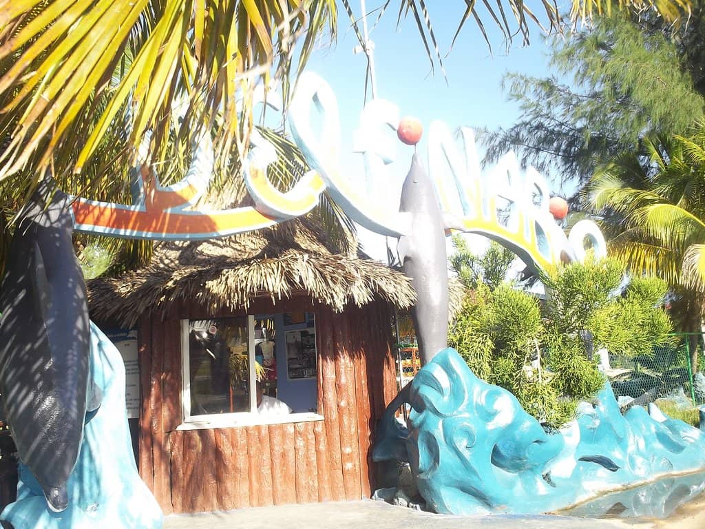 Dolphin Show
