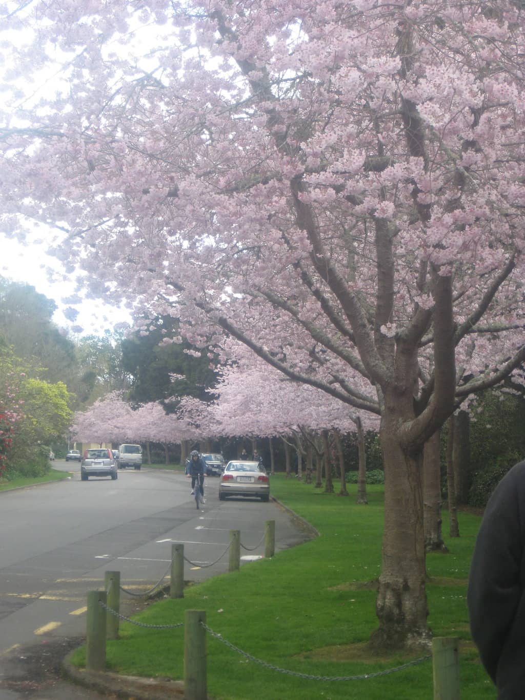 Rose Gardens