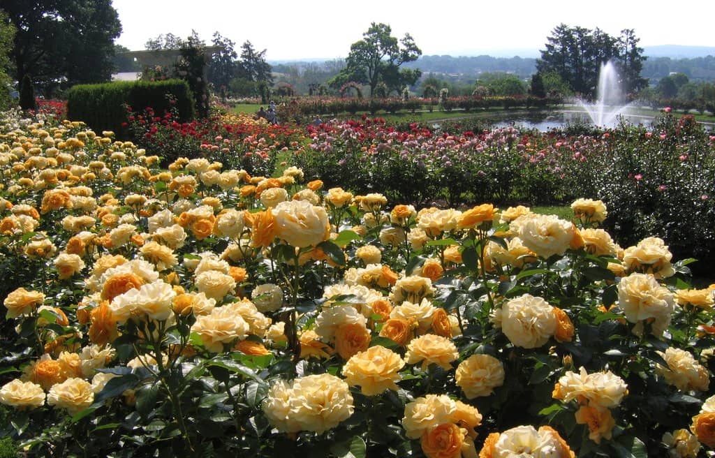 Rose Garden