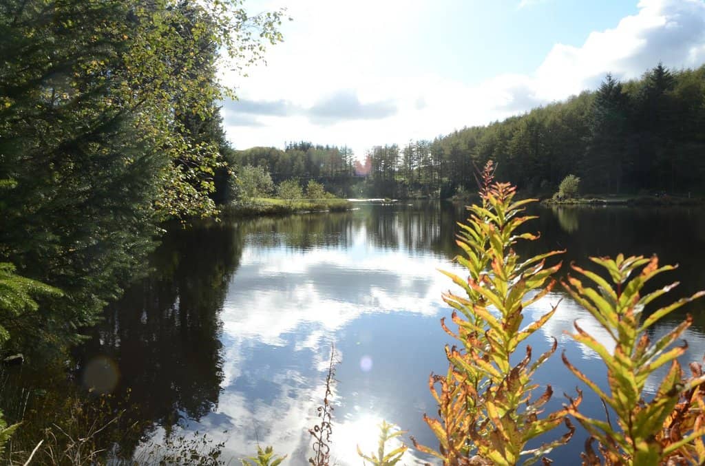 Scenic Forest Trails