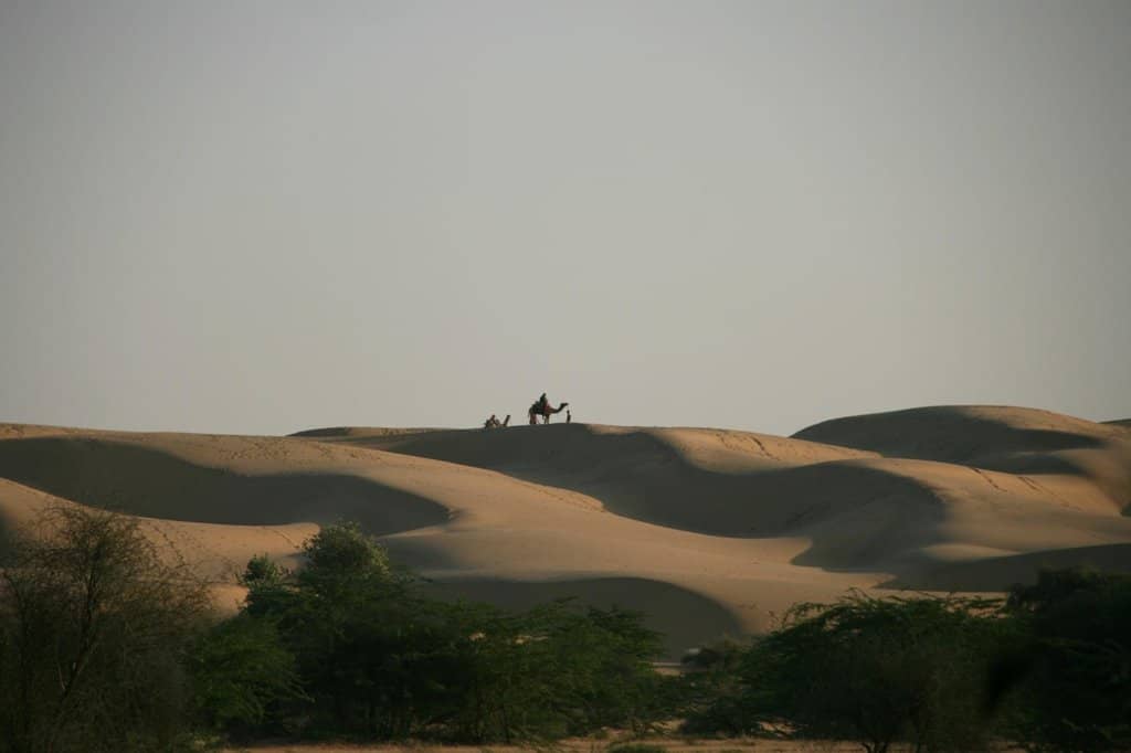 Great Indian Bustard Spotting