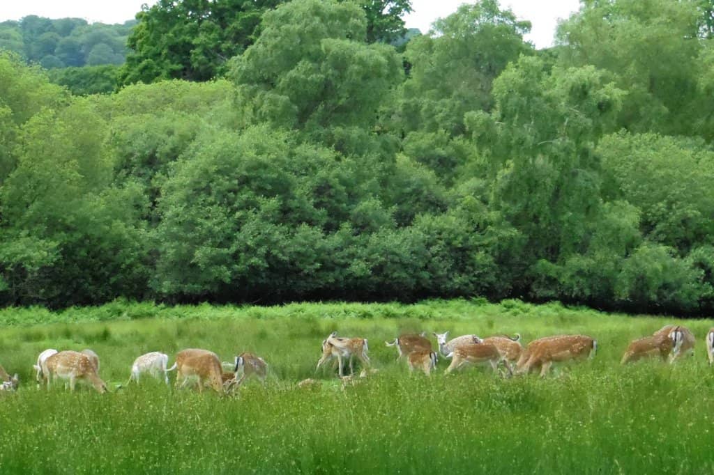 Deer Viewing Platform