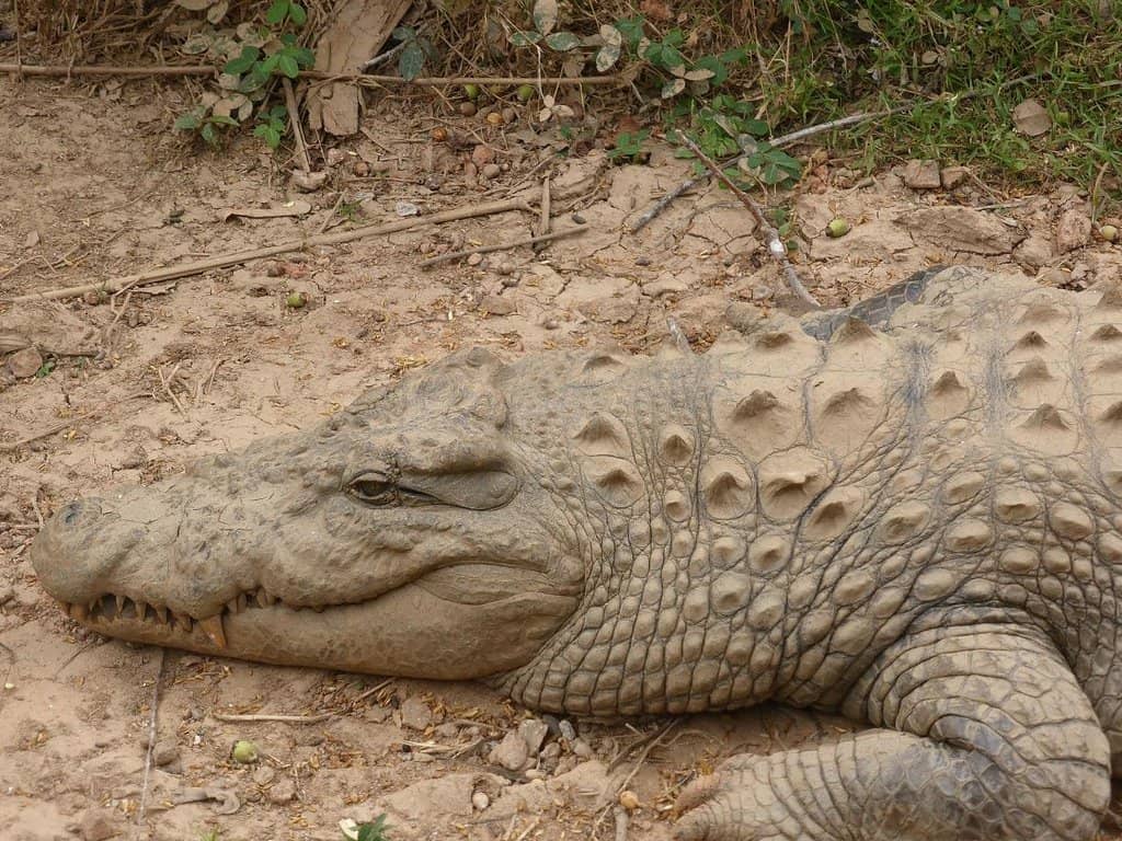 Natural History Museum