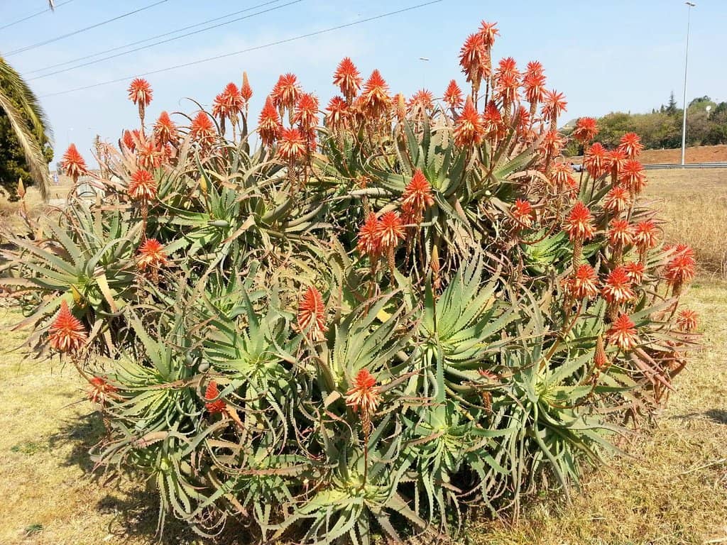 Community Vibes (Potentially)