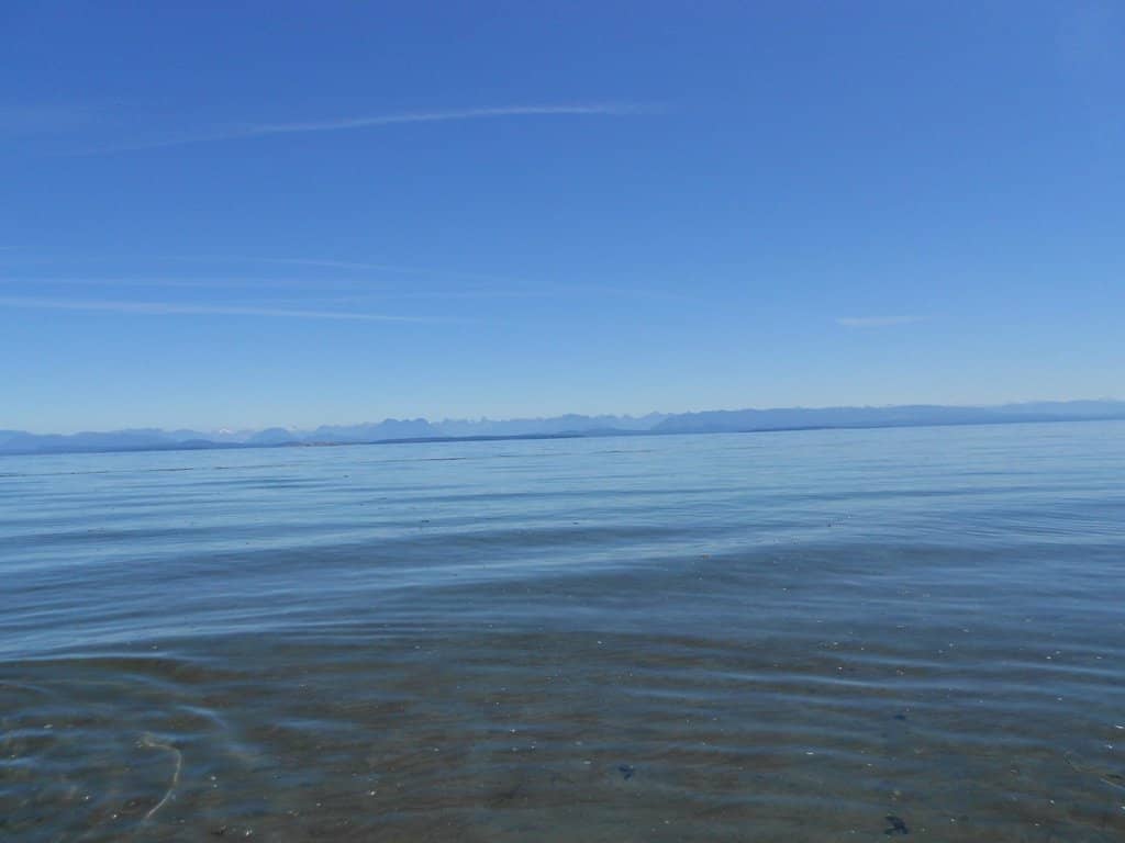 Wooded Forest Trails