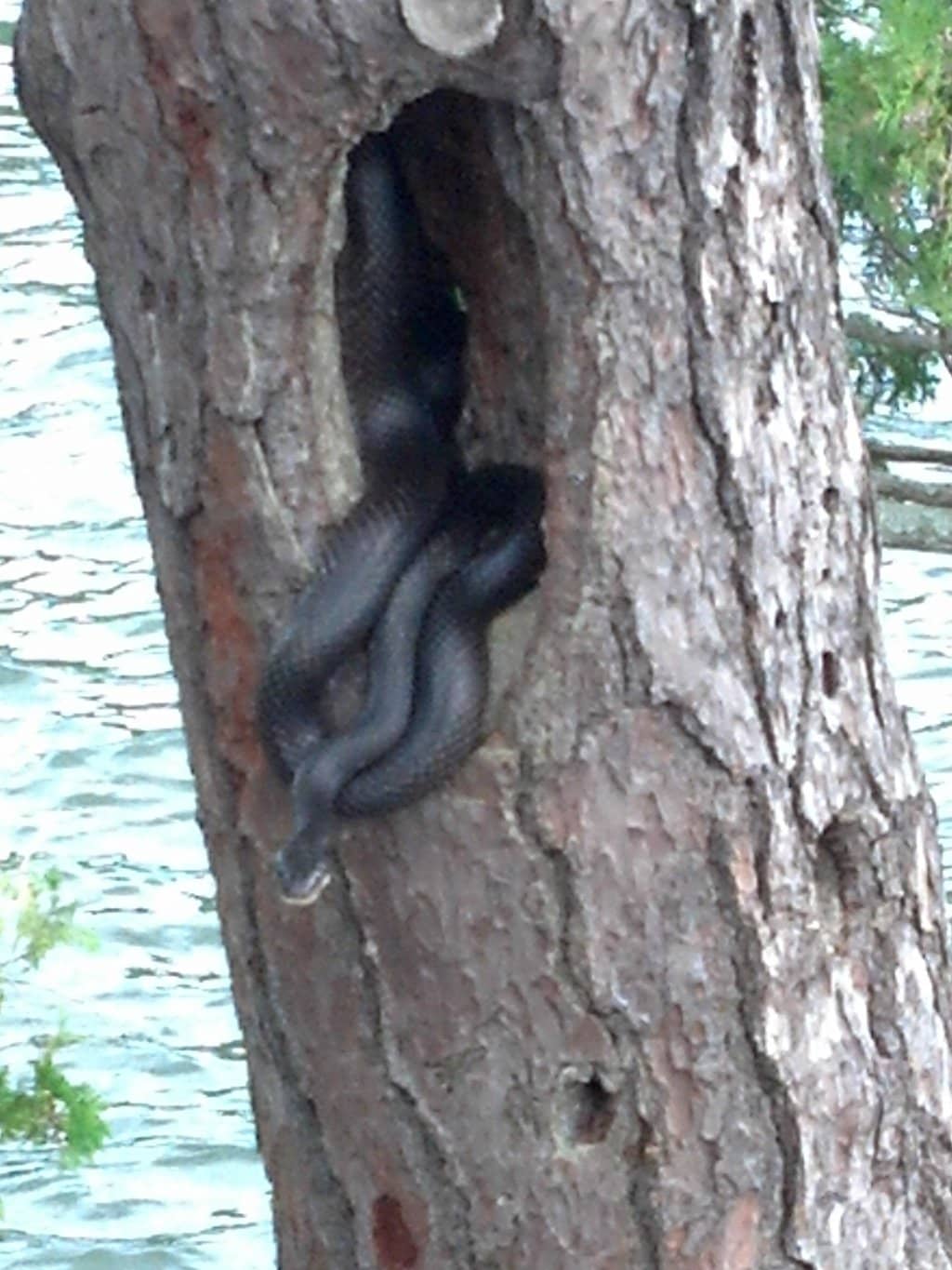 Swimming Holes