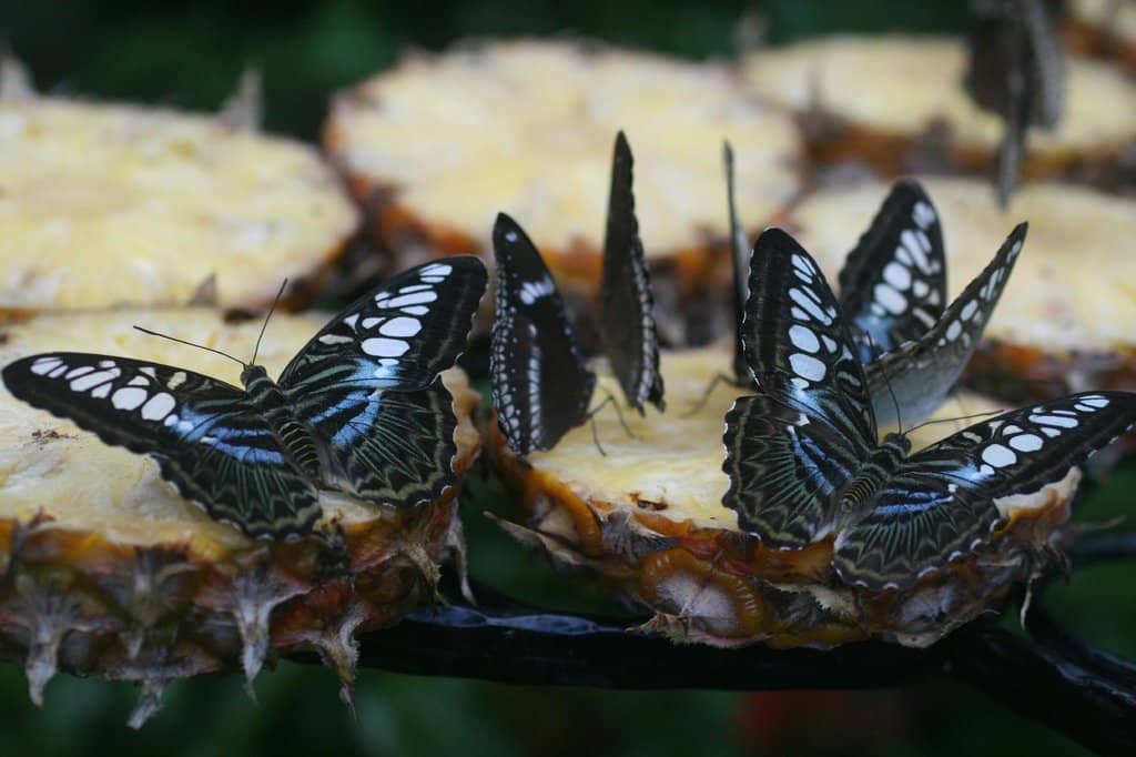 Vibrant Tropical Flora