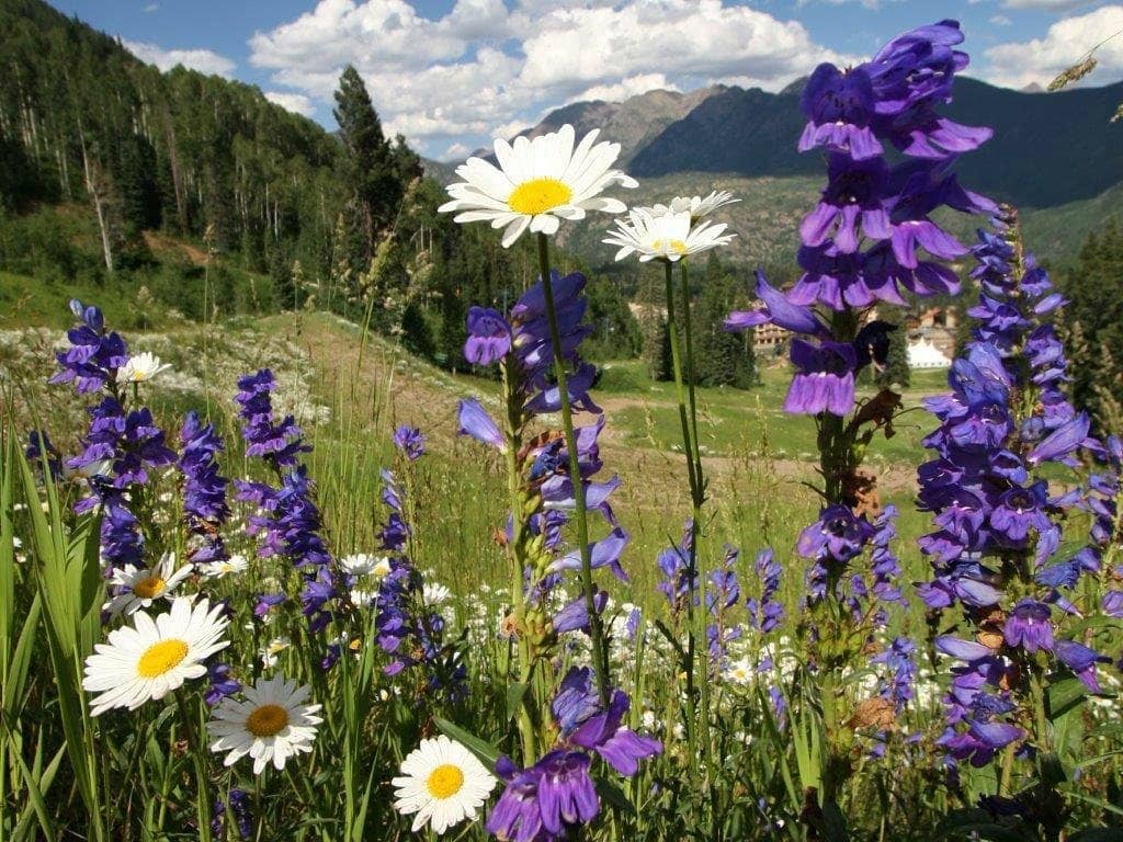Scenic Chairlift Rides