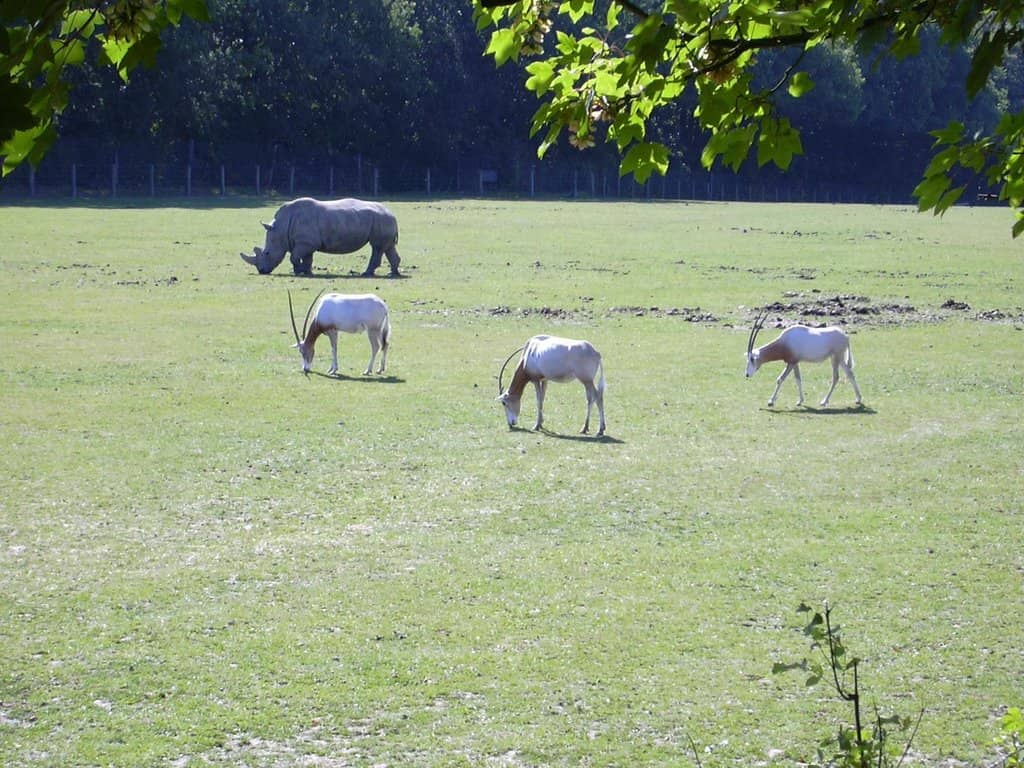 Big Cat & Rhino Encounters
