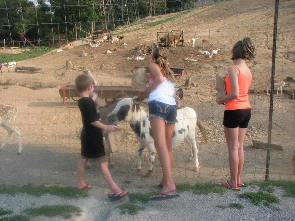 Petting Zoo Fun
