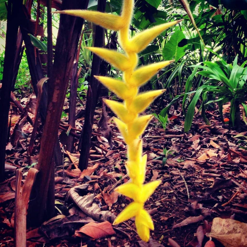 Angel's Trumpets