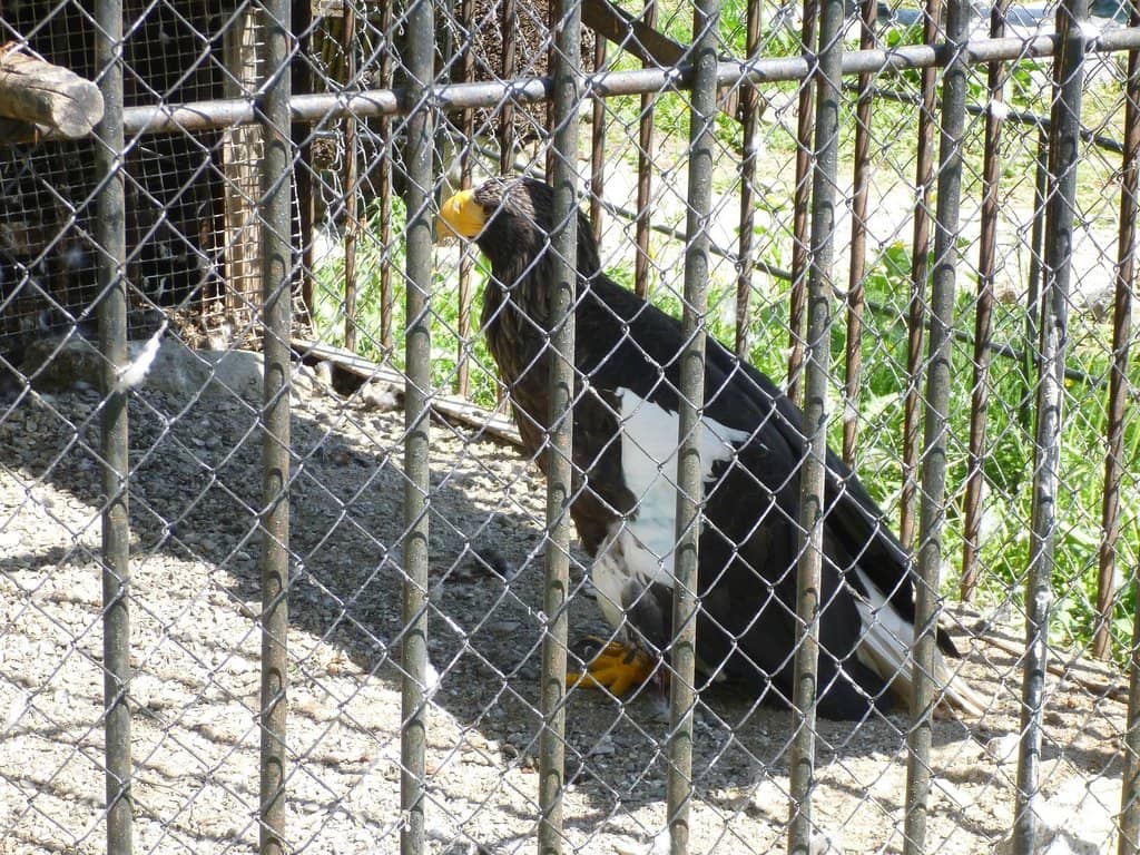 Local & Exotic Wildlife