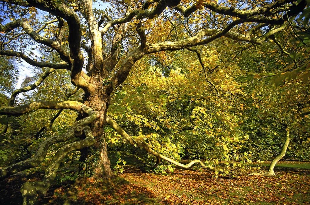 Woodland Walks & Lake
