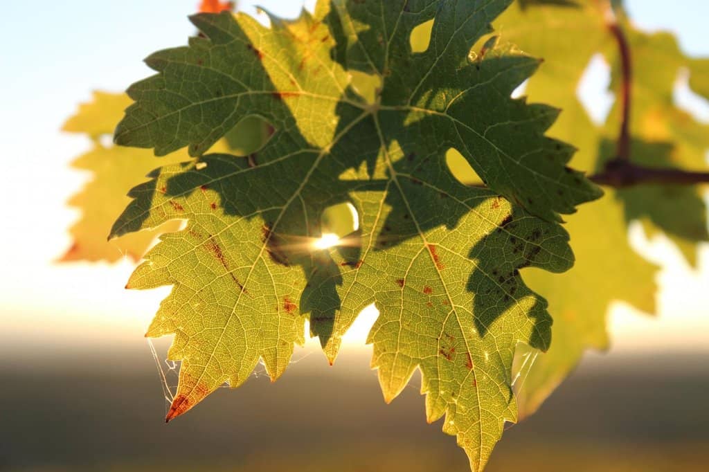 Panoramic Countryside Views