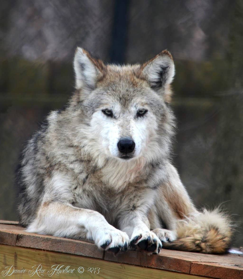 Diverse Animal Collection