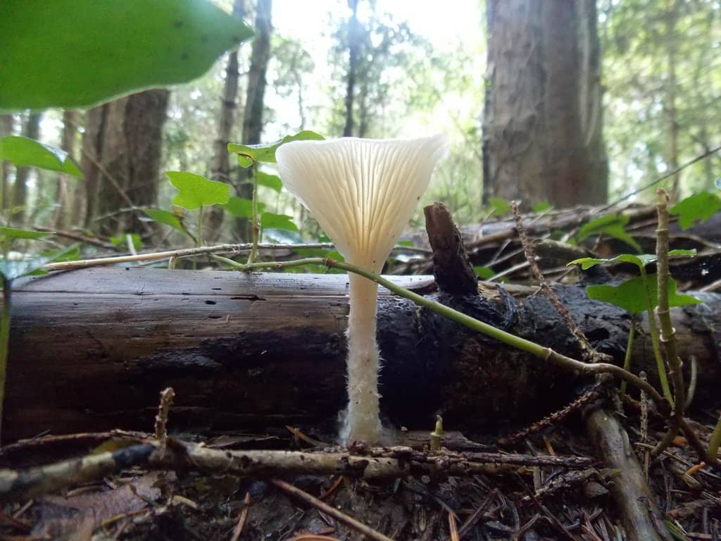 Woodland Trails