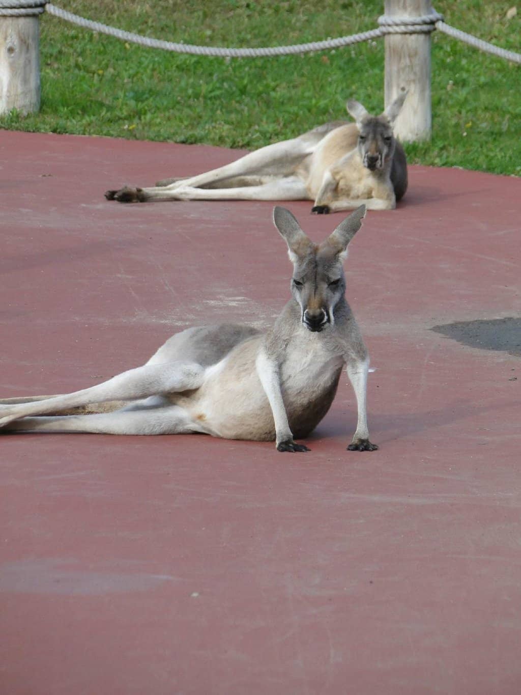 Chatty Parrot, Buckner