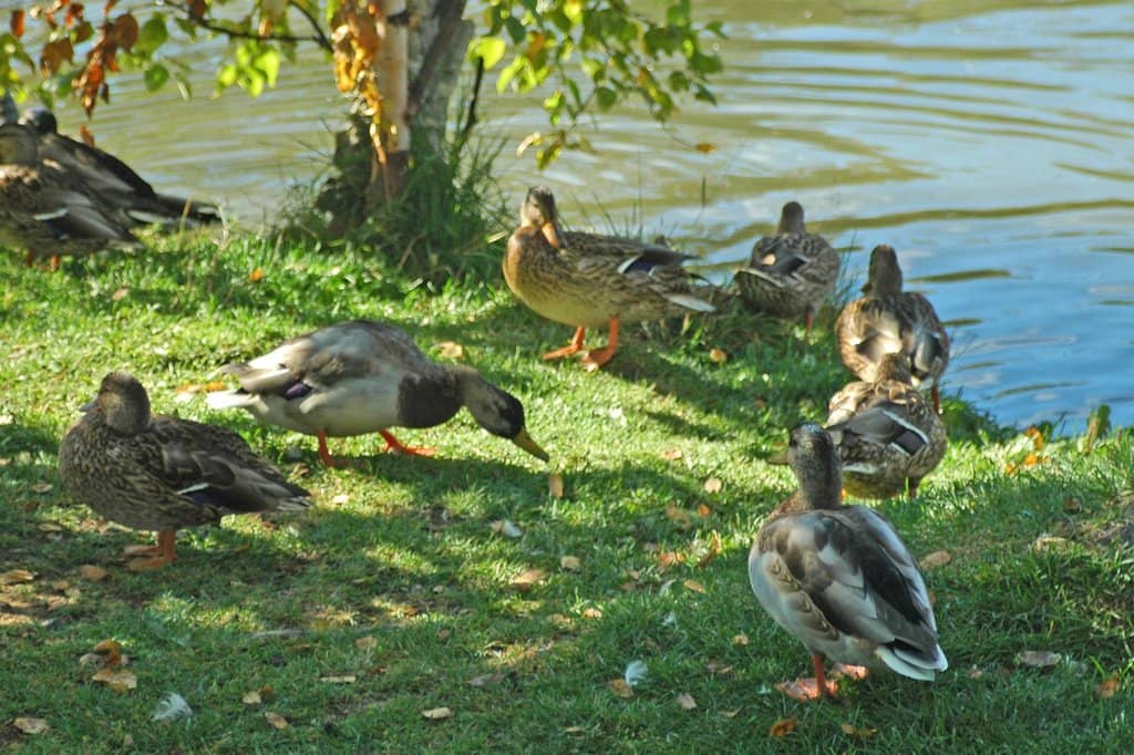 Fielding Bird Sanctuary