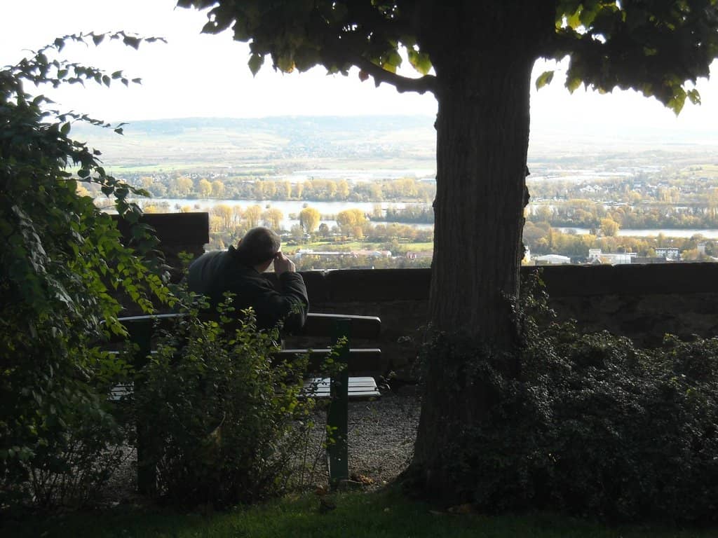Vineyard Surroundings
