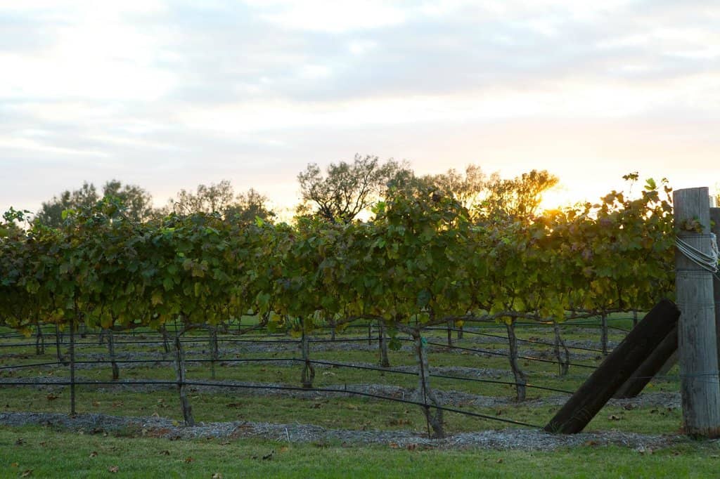 Meet Ripple, the Winery Dog