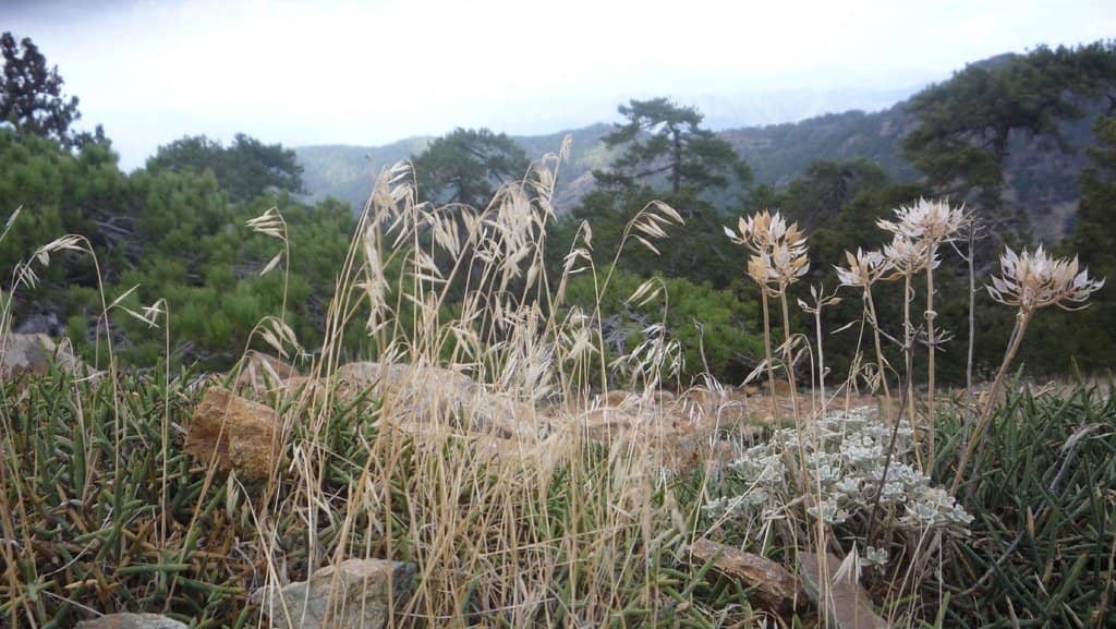 Mount Olympus Summit Views
