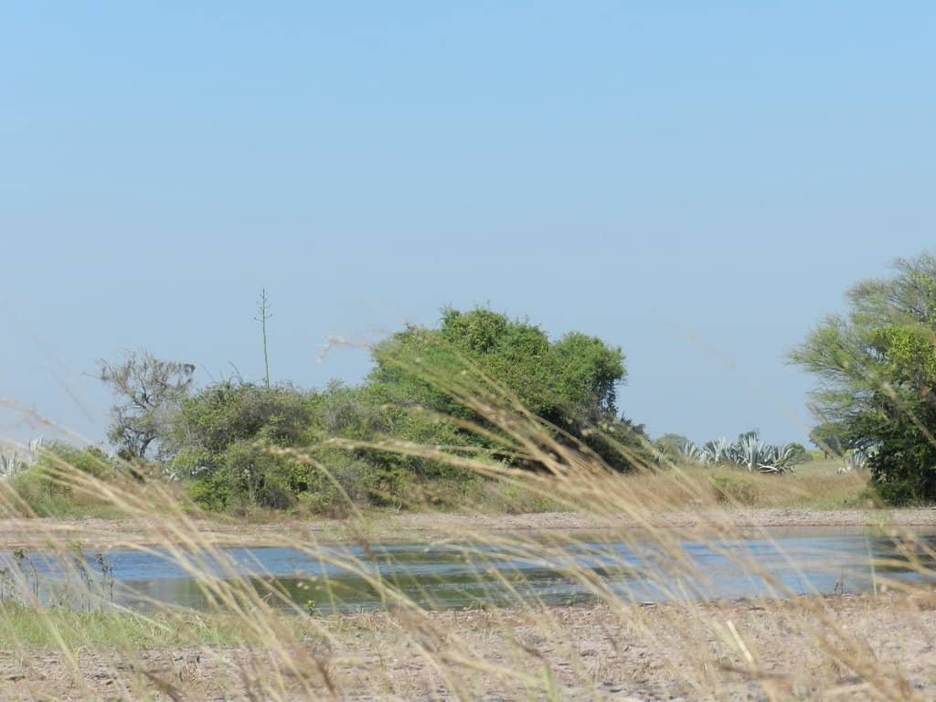 Grassland Ecosystem