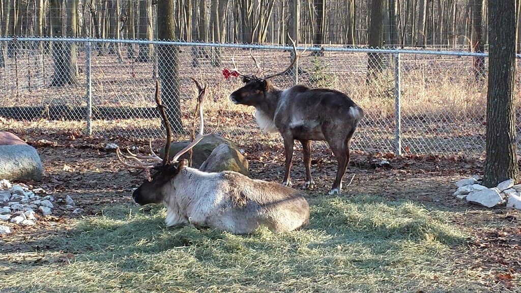 Petting Zoo & Play Area