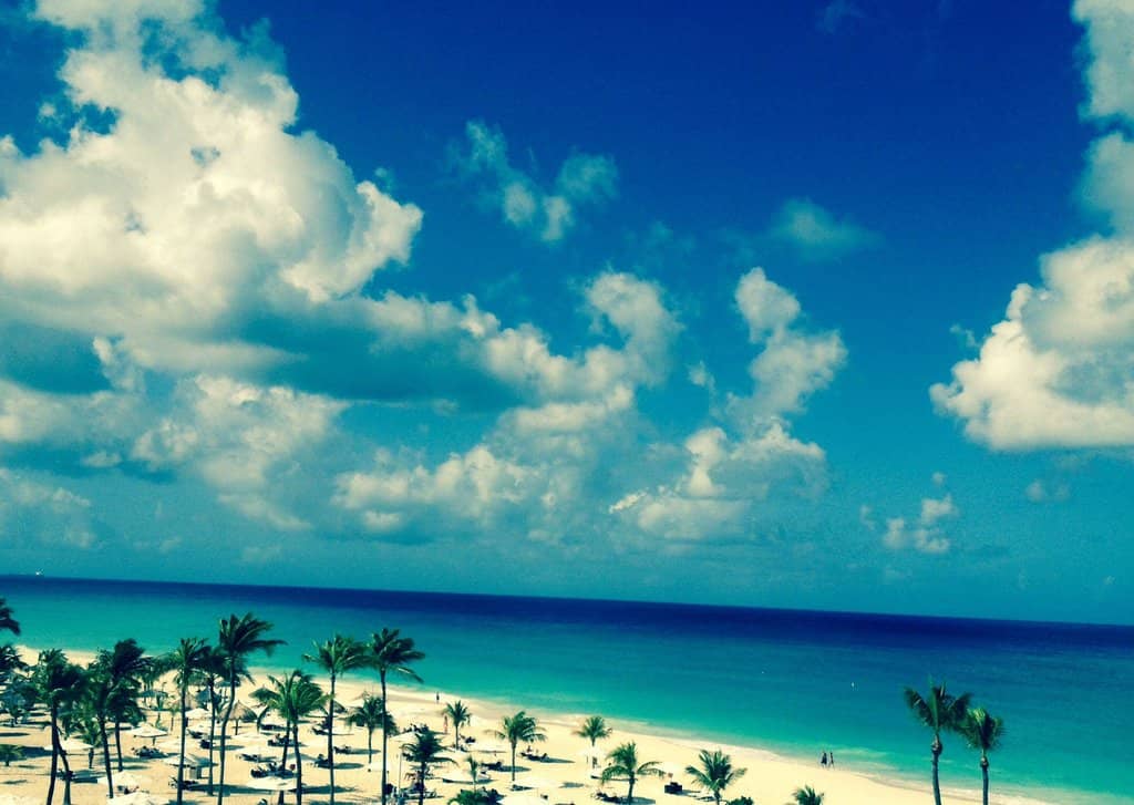 Iconic Divi Divi Trees