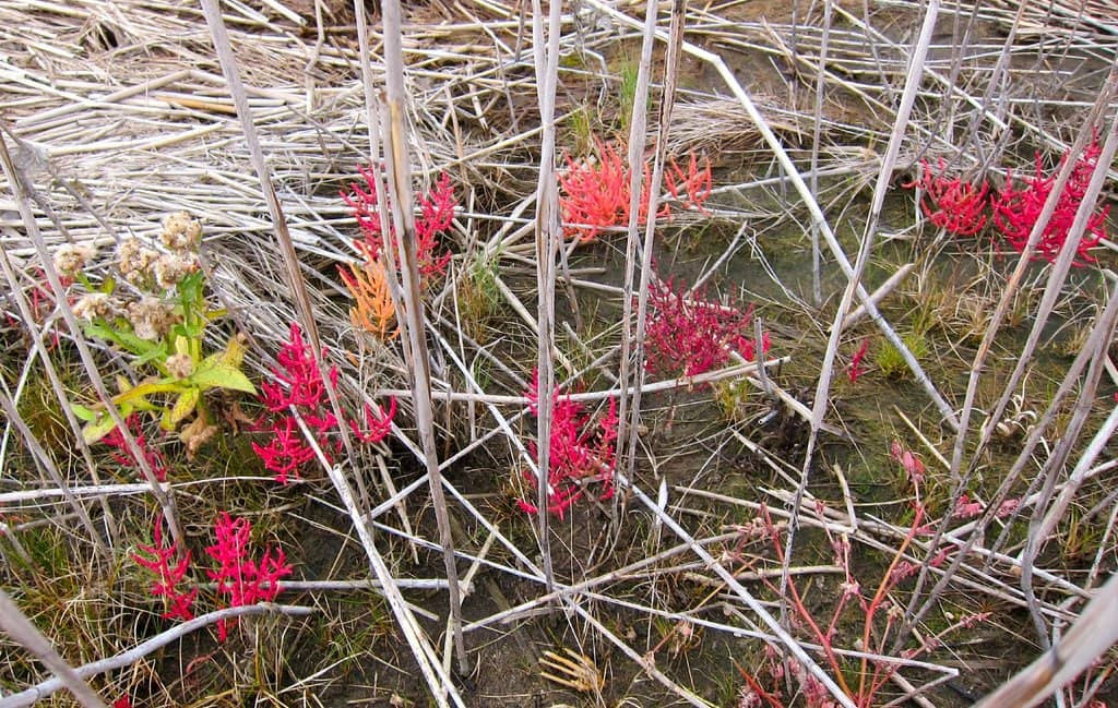 Bird Watching Opportunities