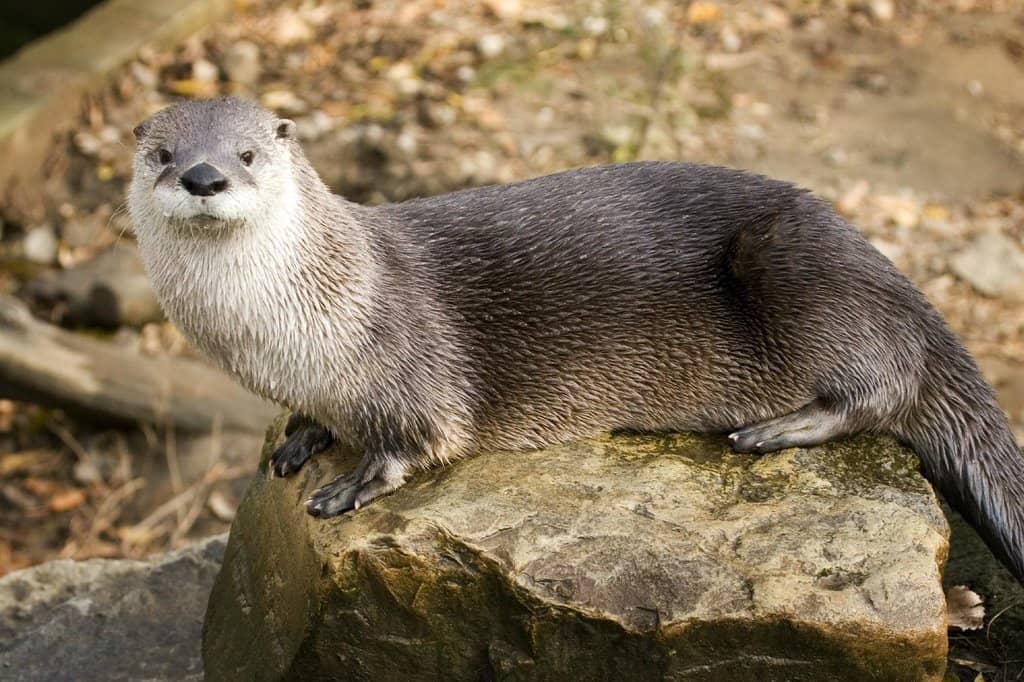 Arctic Wildlife Encounters