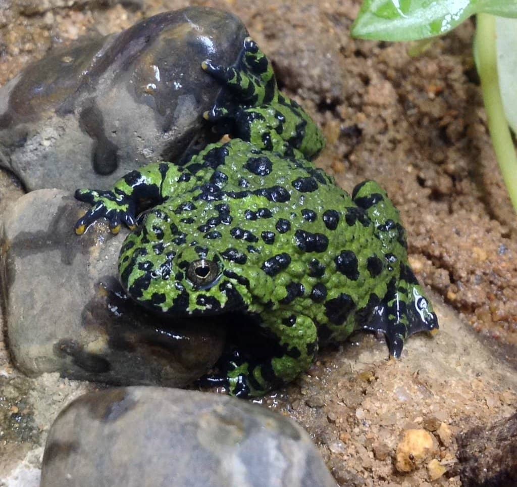 Diverse Reptile Exhibits