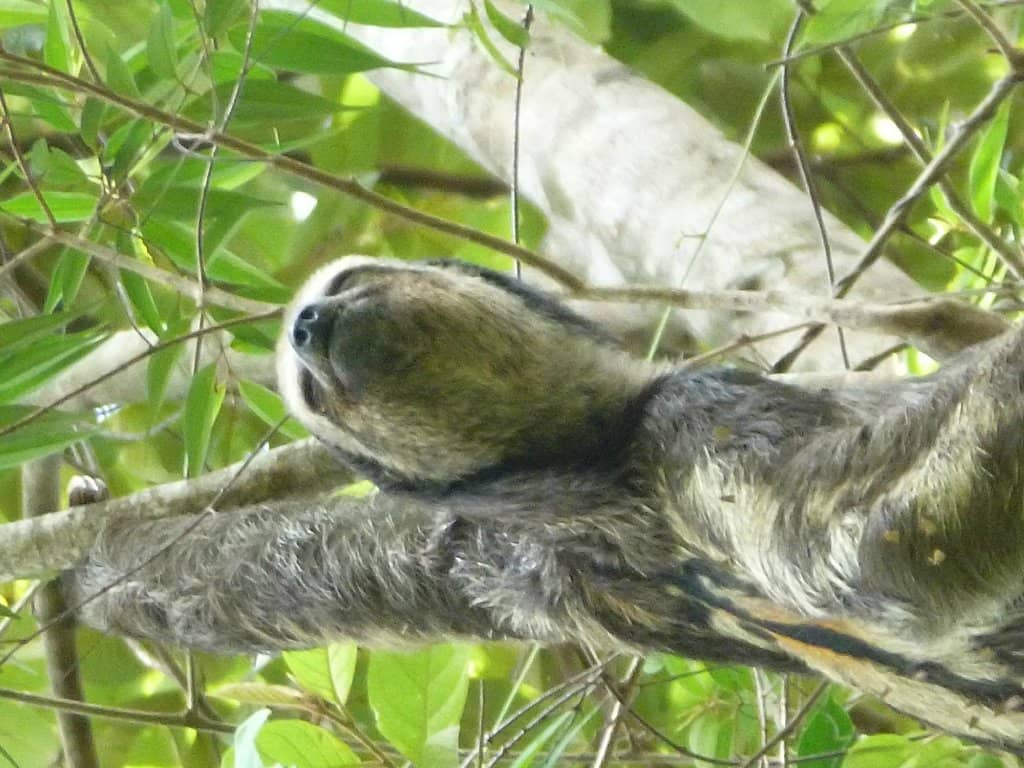 Kid-Friendly Play Areas