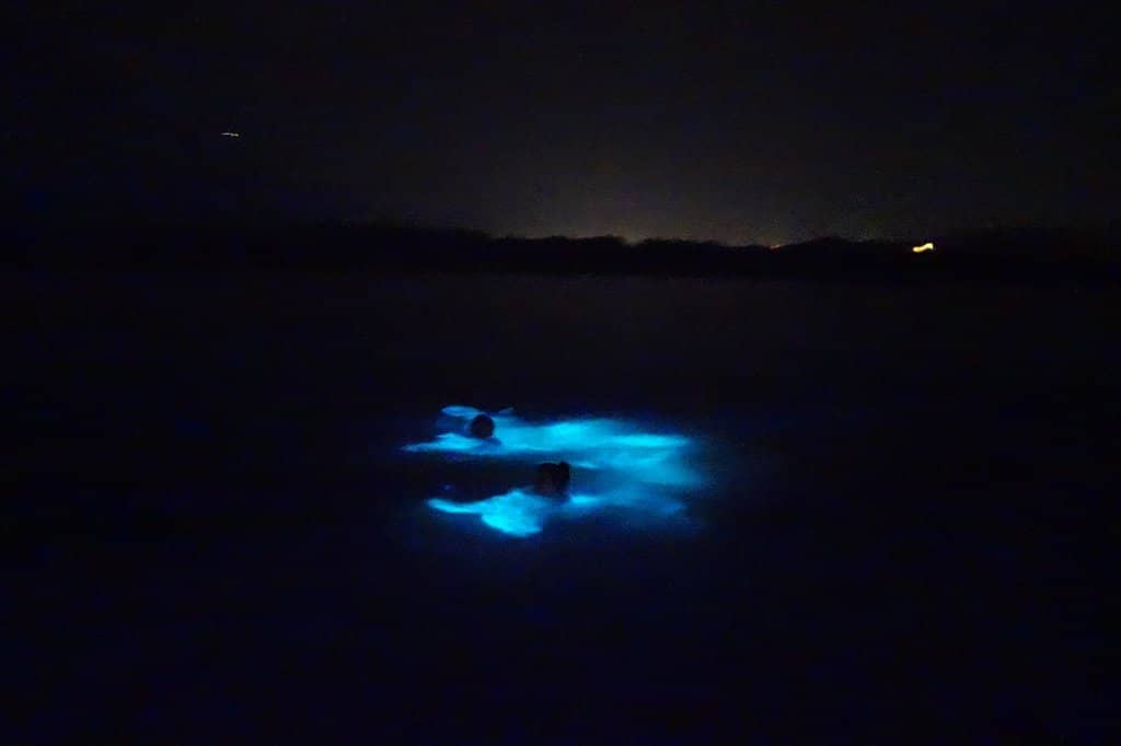 Nighttime Swim