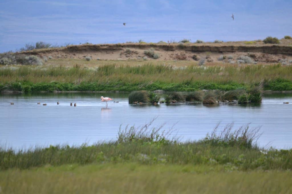 Diverse Birdlife