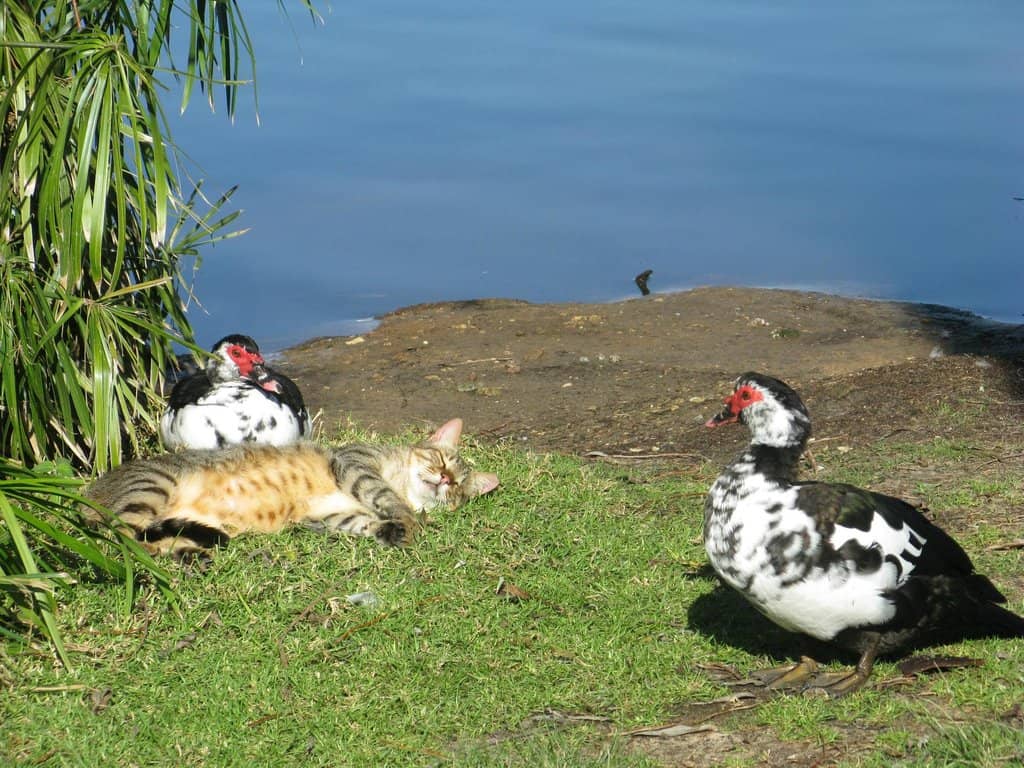 Abundant Green Spaces