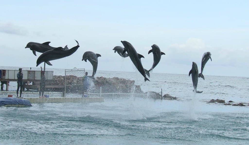 Swim with Dolphins