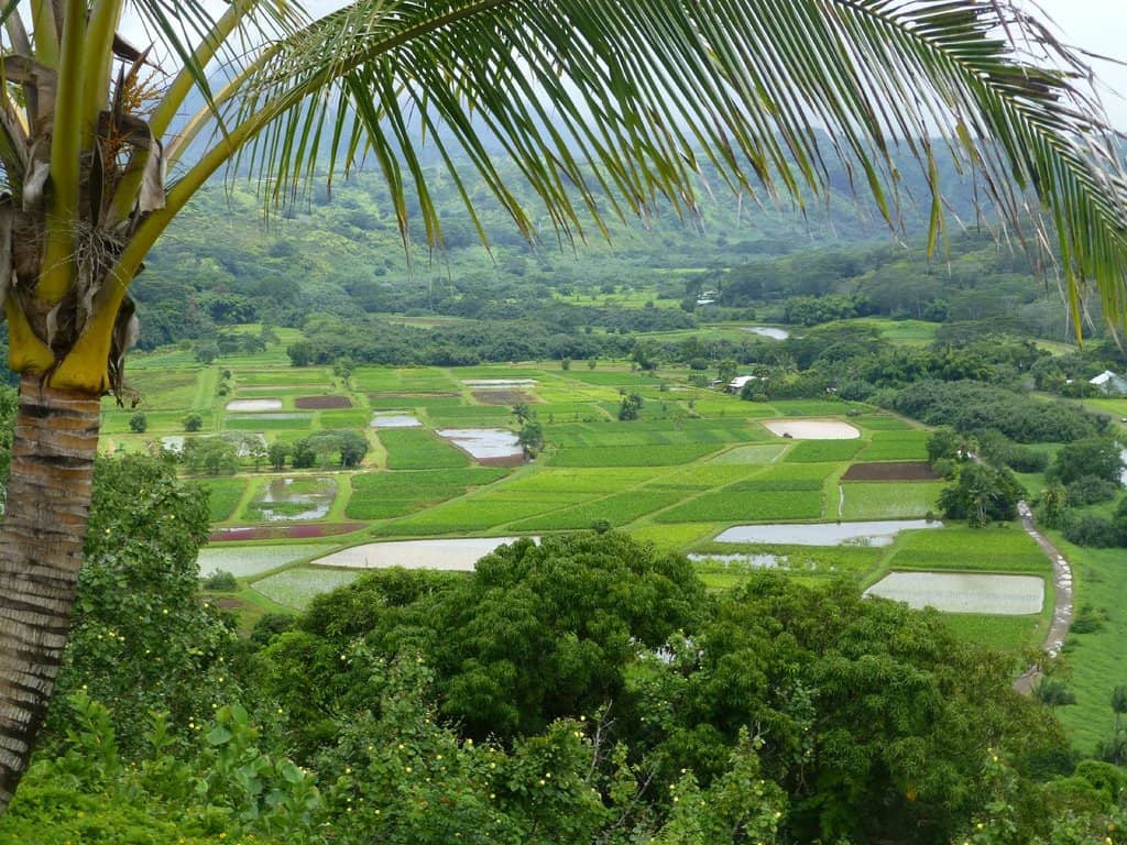 Hanalei Bay Views