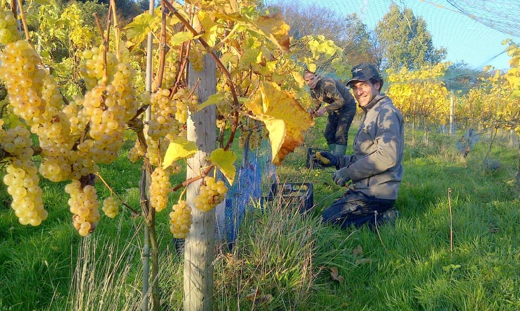 Ploughman's Lunch or Afternoon Tea