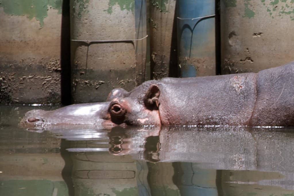 Lush Natural Landscape