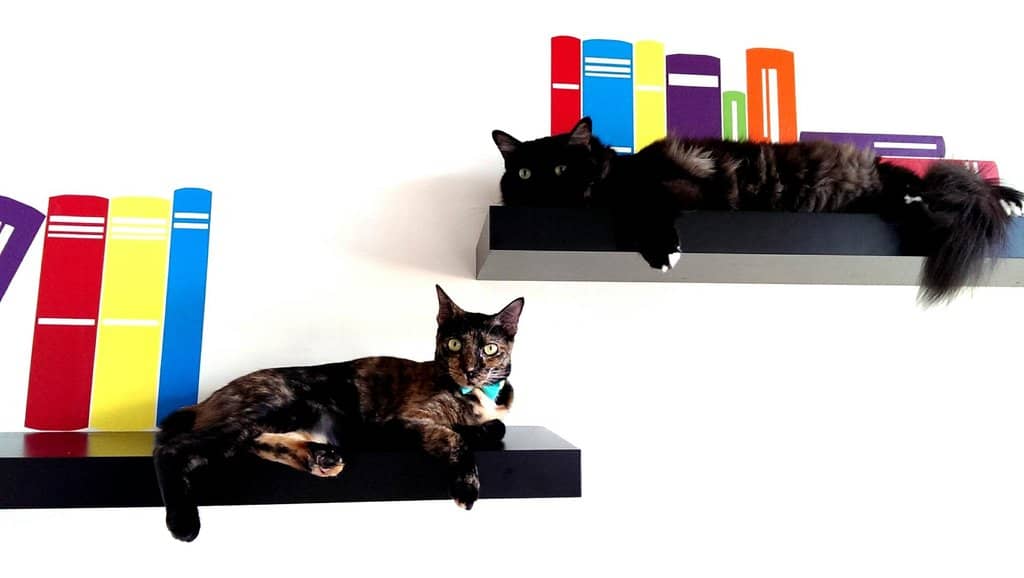 Rescue & Adoption Focus