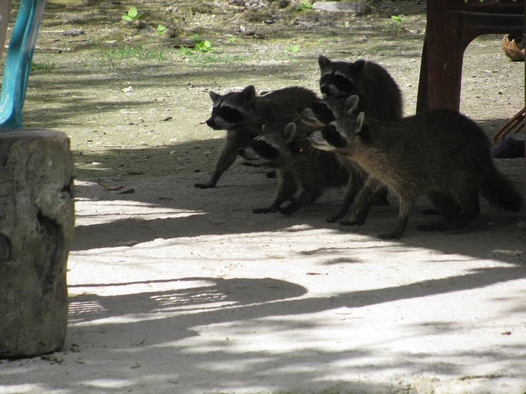 Observation Tower Views
